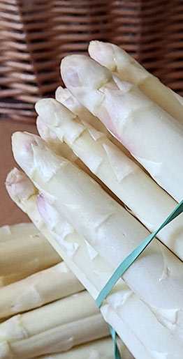 botte asperge Botte d'asperges blanches