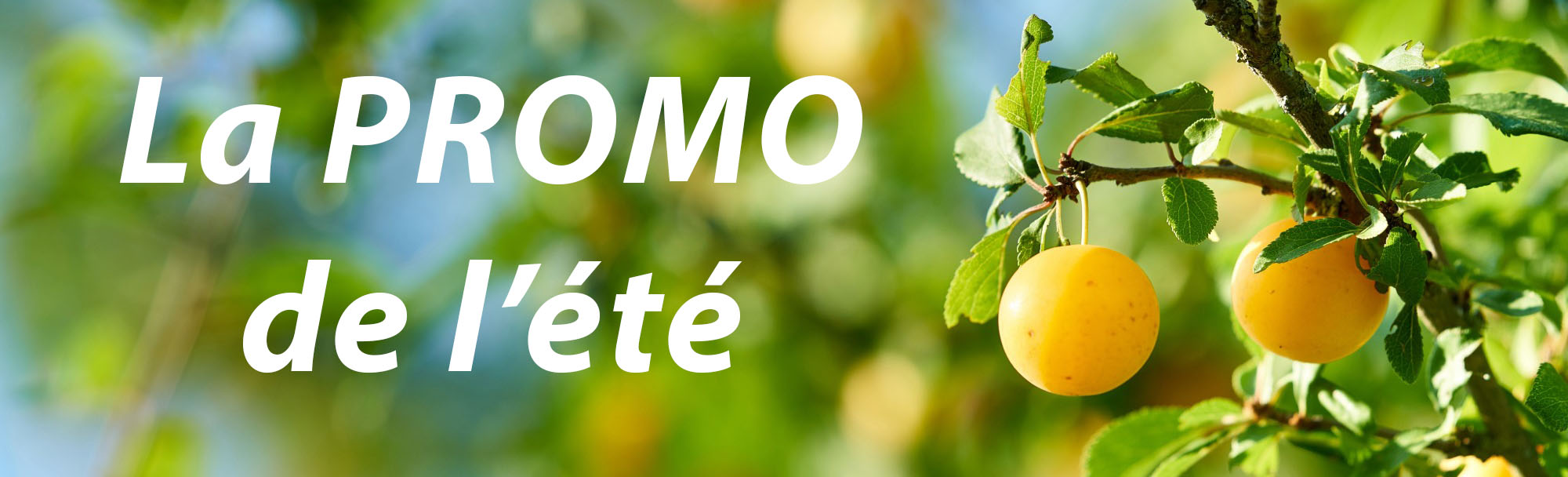 promo ete 2026 Promo Baumstal été 2026